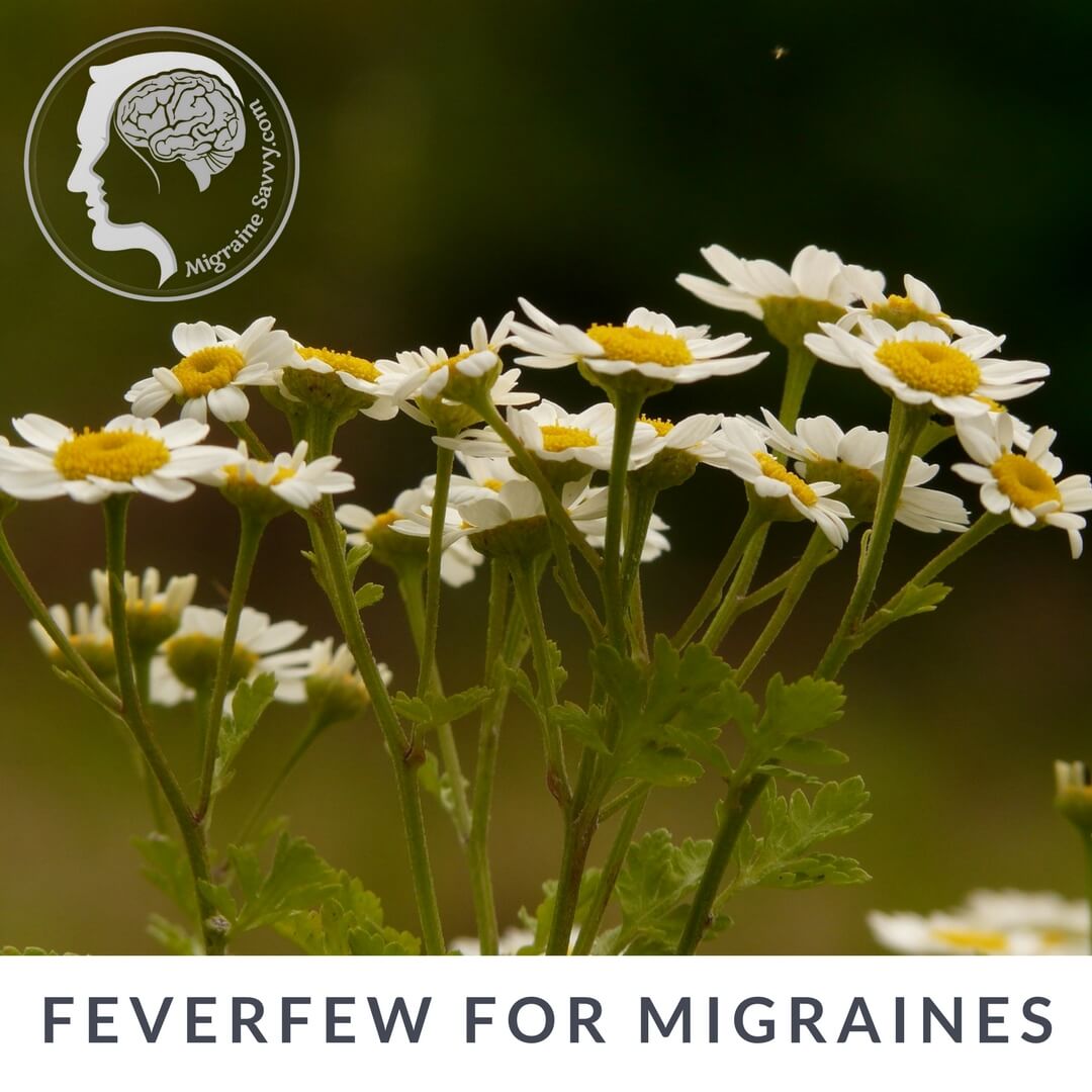 feverfew-for-migraines-will-it-stop-your-painful-attacks